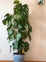 XXL Monstera Pflanze indoor Outdoor Bayern - Regensburg Vorschau