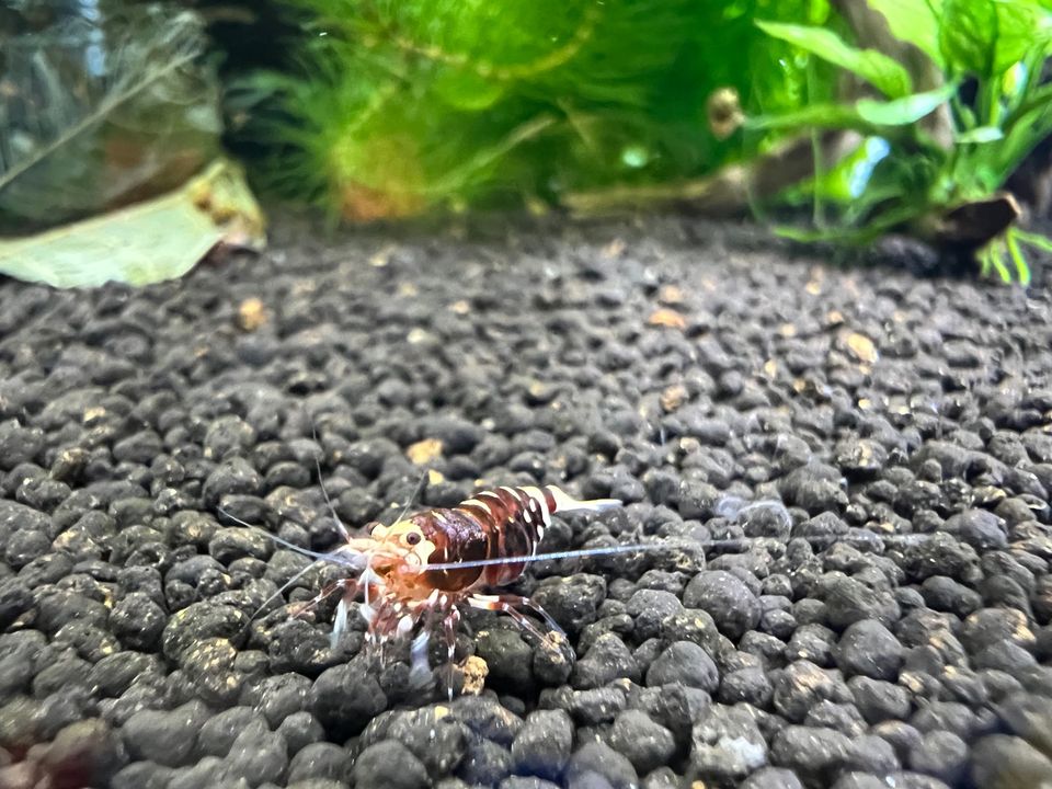 Red Metallic Garnelen (Caridina) in Ofterdingen