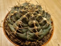 Gymnocalycium Nordrhein-Westfalen - Oerlinghausen Vorschau