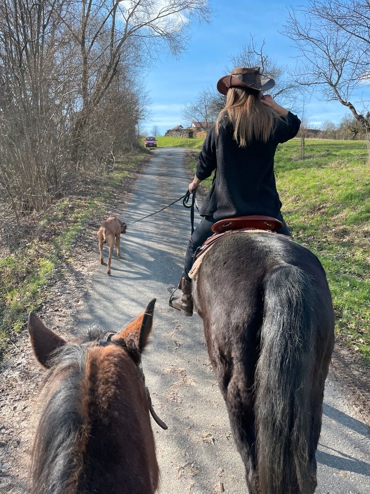 Reitbeteiligung auf QH Stute (Pferd sucht Reiter/-in) in Mömbris