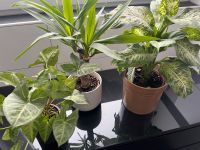 Pflanzen Trio (3) mit Übertopf abzugeben / Ikea / Sostrene Grene Düsseldorf - Bilk Vorschau