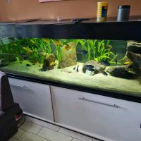 Aquarium 1200 Liter BHT 250/60/80 komplett mit zubehör Nordrhein-Westfalen - Senden Vorschau