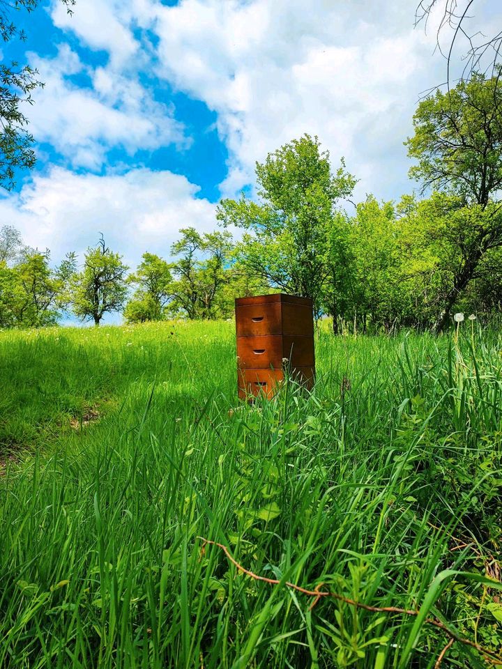 Wirtschaftsvolk mit Erlanger Zander Beute Carnica Bienen Karnika in Dietingen