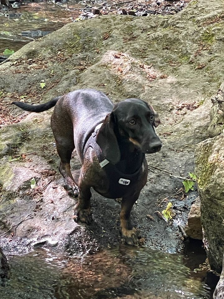 Hundesitting Hundebetreuung Hundepension Hundetagesstätte ♥️ in Heidesheim