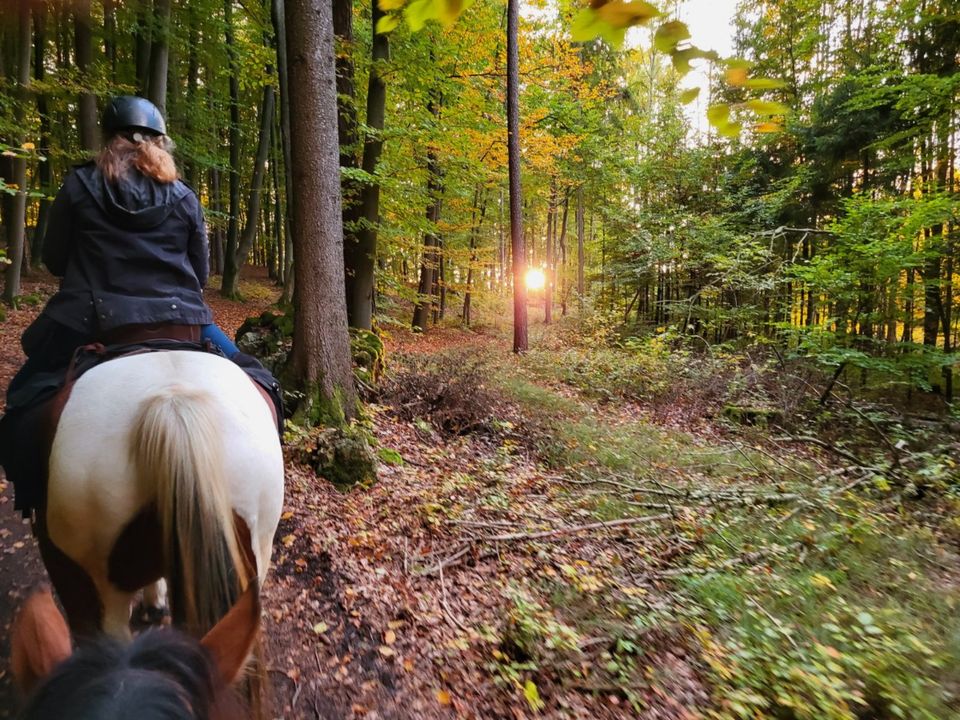 Verständlich Reiten lernen, Ausritte, Einsteiger, Anfänger,.. in Nürnberg (Mittelfr)