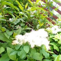 Strauch: Spierstrauch mit weißen Blüten 60 - 150 cm Brandenburg - Dahlewitz Vorschau