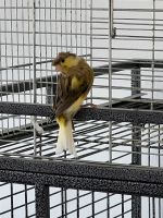 Kanarienvogel Nordrhein-Westfalen - Kierspe Vorschau