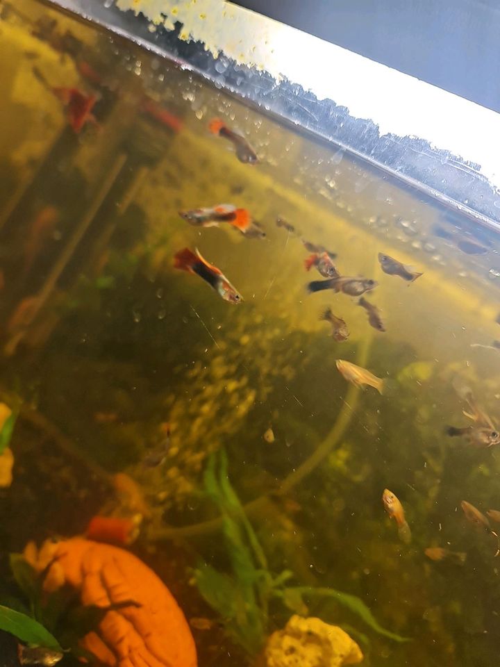 Guppys Männchen und Weibchen in Bad Teinach-Zavelstein