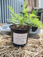 Artemisia Annua - einjähriger Beifuß, Bio Kräuterpflanze Dortmund - Asseln Vorschau