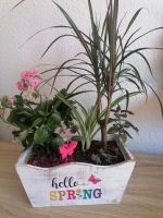 Bepflanzter Blumenkasten Pflanzschale Blumentopf mit Palme Nordrhein-Westfalen - Hamm Vorschau