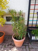 Oleander Pflanze Rheinland-Pfalz - Barbelroth Vorschau