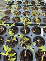 Tomaten Pflanzen Bayern - Fürth Vorschau