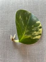 Zimmerpflanze, Peperomia obtusifolia variegata, Ableger Berlin - Mitte Vorschau