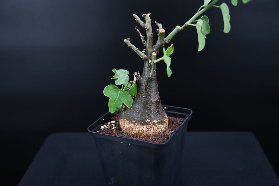 Adenia spinosa (Passifloraceae) - Caudex sehr selten in Bruchköbel
