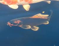 Koi Kin Matsuba, 30cm+, 2 1/2 J., Koi Fisch, Karpfen, Teichfisch Berlin - Heiligensee Vorschau