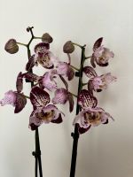 Phalaenopsis pelorisch Sachsen - Annaberg-Buchholz Vorschau