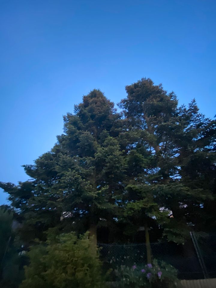 Blaufichte (picea pungens),Klein in Bochum