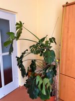 Grünpflanze (Zimmerpflanze) /Monstera=Fensterblatt Chemnitz - Sonnenberg Vorschau
