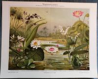 Chromolithographie, Lithografie WASSERPFLANZEN Niedersachsen - Fürstenberg Vorschau