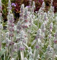 Wollziest - Stachys - winterhart Baden-Württemberg - Sachsenheim Vorschau
