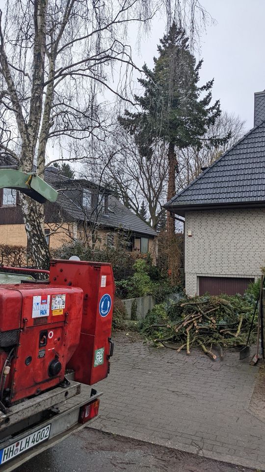 Sturmschäden Beseitigung | Baumfällungen in Hamburg