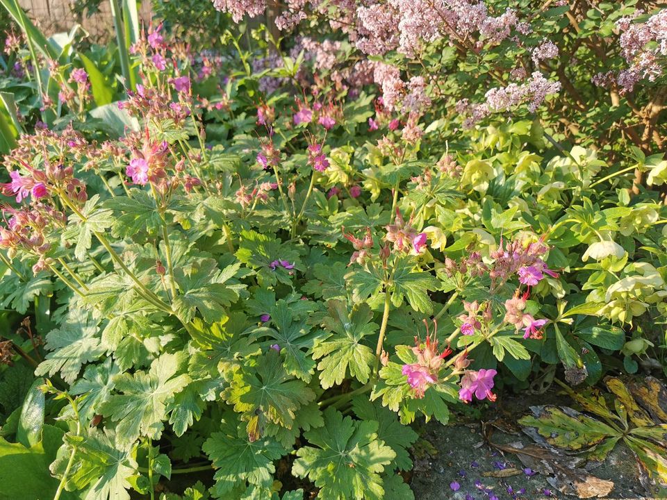 Storchschnabel in Markgröningen