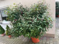 Fuchsie in XXL Merseburg - Geusa Vorschau