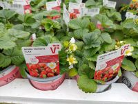 Erdbeere 2,50 €, Aroma-Erdbeere, Monats-Erdbeere Niedersachsen - Großefehn Vorschau