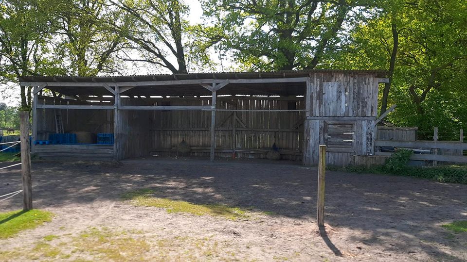 Offenstallplatz für Stute in Adenbüttel