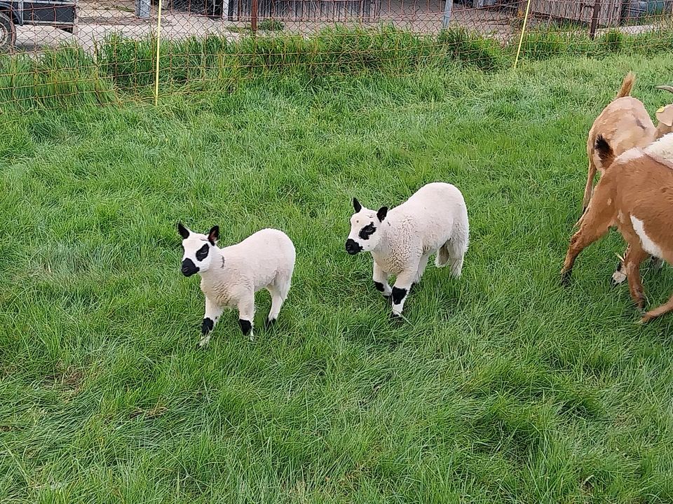 Kerry Hill Schafbock Lamm in Crossen an der Elster