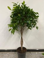 Ficus benjam. Maschendr. geflochten 120cm Nordrhein-Westfalen - Simmerath Vorschau