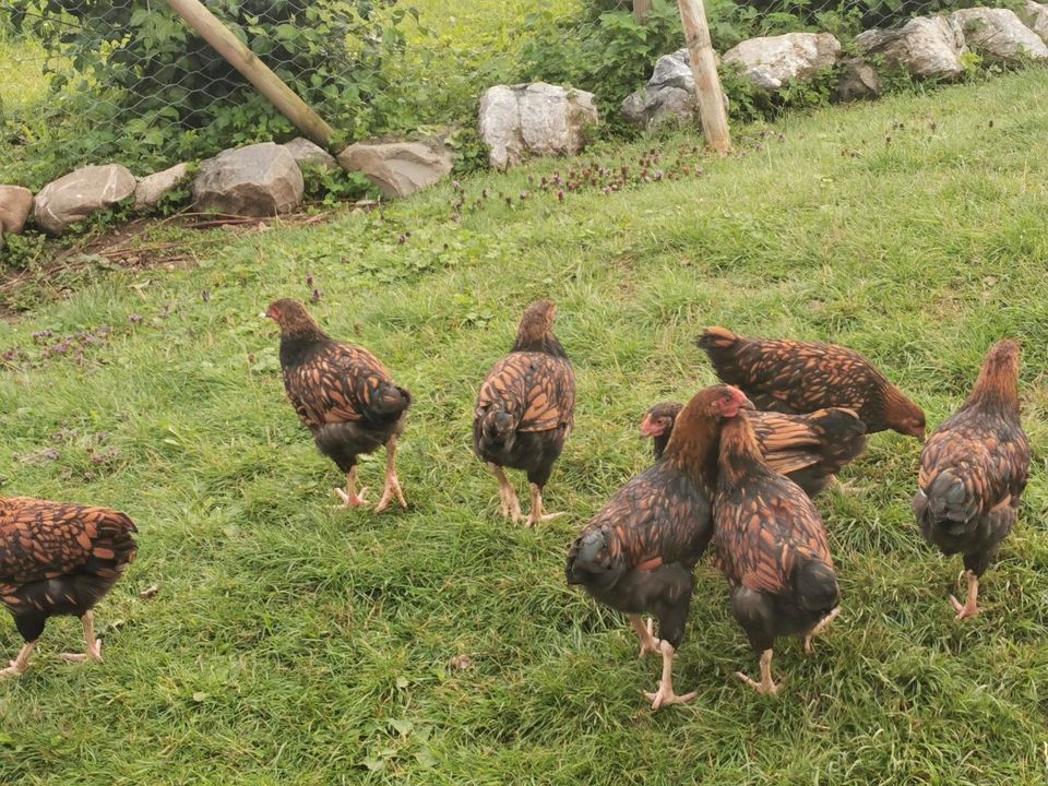 Frische Eier von glücklichen Hühnern in Aitrach