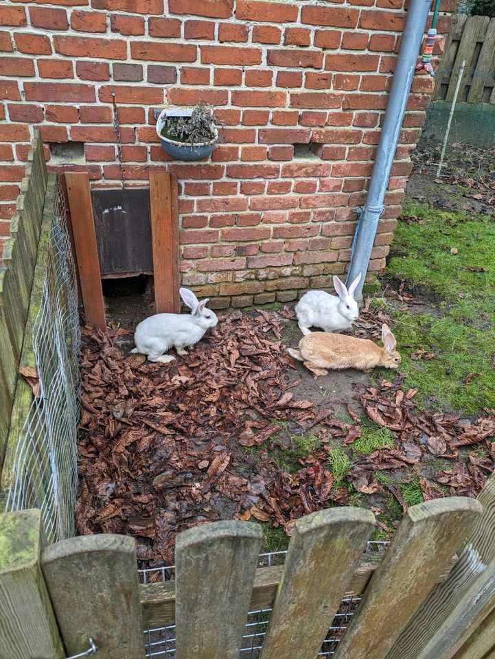 Weibliche Riesen Kaninchen geschlechtsreif in Wittingen