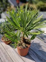 Chamaerops humulis kleine Palme Zwergpalme Terrasse Garten Brandenburg - Kremmen Vorschau