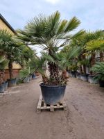 Chamaerops Humilis Zwergpalme Nordrhein-Westfalen - Oer-Erkenschwick Vorschau