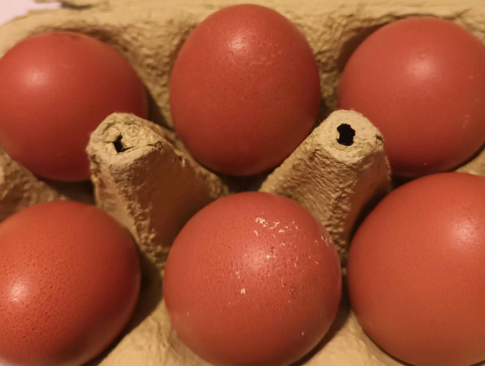 Hühner Bio Legehennen aus ökologischer Antibiotikafreier Aufzucht in Weilmünster