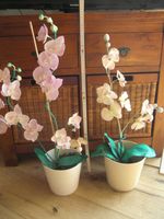 2 Orchideen, künstlich, im Keramiktopf, rosa und weiß, 70 cm Rheinland-Pfalz - Oberzissen Vorschau