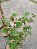 Japanische Weinbeere, Rubus phoenicolasius, wie Himbeere, Bio Sachsen - Niedercunnersdorf Vorschau