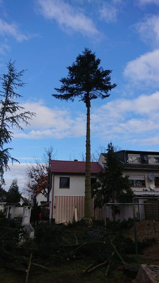 Baumpflege, Baumfällung, Seilklettertechnik, Arbeitsbühne in Hanau