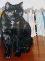 Schildpattfarbige Katze vermisst in Bonn-Plittersdorf Bonn - Plittersdorf Vorschau
