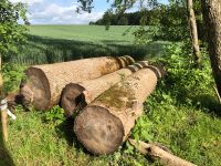 Esche stammholz große Durchmesser Brennholz möbelholz sägeholz Baden-Württemberg - Aulendorf Vorschau