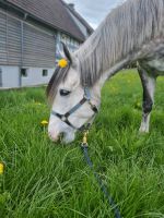 Pflege/Reitbeteiligung gesucht (Pferd sucht Mensch) Hessen - Biedenkopf Vorschau