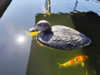 Teichente - Teich - Schwimmente - Ente Nordrhein-Westfalen - Rheine Vorschau