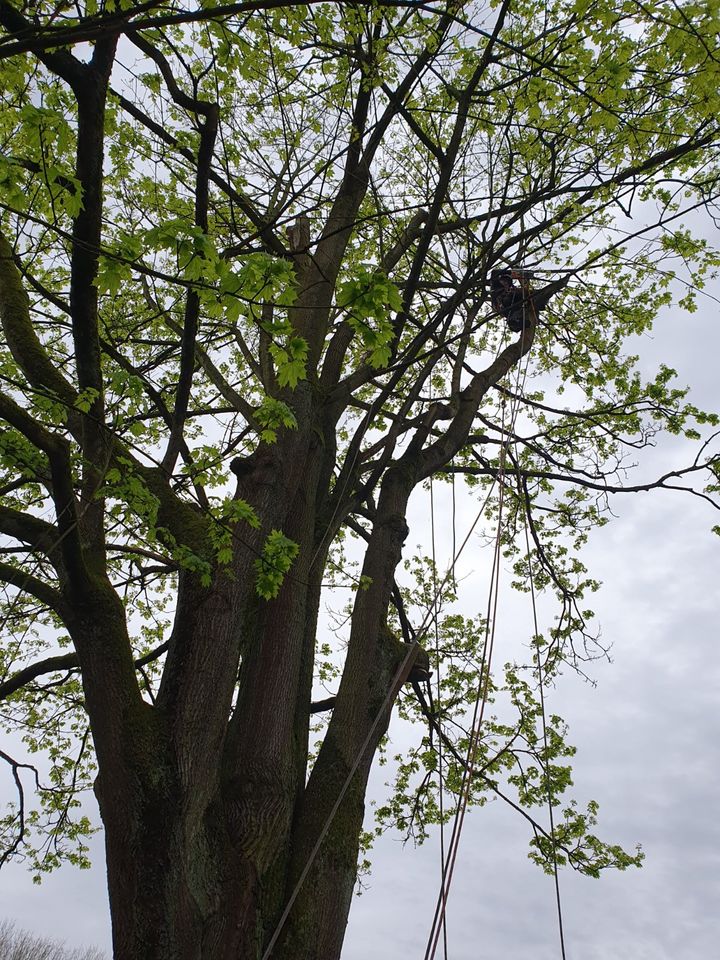 Baumfällung, Baumpflege, Sturmschaden, Kronenschnitt, Baum fällen in Euskirchen