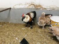 Deutsche Zwerg Lachshühnern, Eier abzugeben Nordrhein-Westfalen - Verl Vorschau