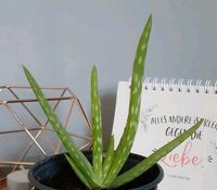 Aloe Vera Ableger Hessen - Herborn Vorschau