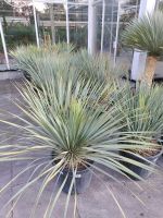 Yucca Rostrata blaue Palmlilie 5-15cm Stamm Nordrhein-Westfalen - Nordkirchen Vorschau