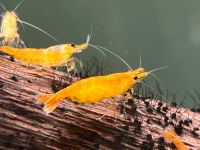 Orange Fire Garnele 2.50€  Neocaridina davidi Baden-Württemberg - Rangendingen Vorschau