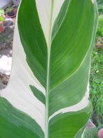 kräftige Rhizome CANNA STUTTGART variegata Blumenrohr Schatten Nordrhein-Westfalen - Dorsten Vorschau