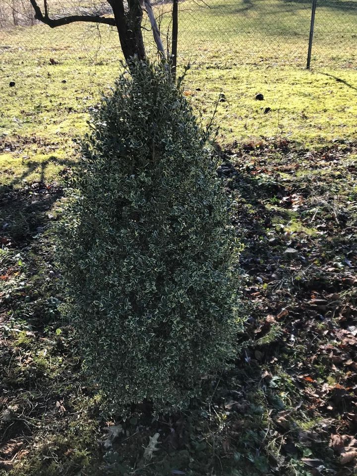 Pflanzen Kugeleibe Solitärpflanzen in Langenbach